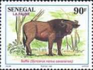 Savannah Dwarf Buffalo (Syncerus caffer nanus savanensis)