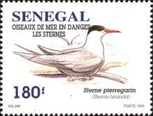 Common Tern (Sterna hirundo)