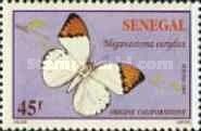 Great Orange Tip (Hebomoia glaucippe)