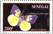 California Dogface Butterfly (Zerene eurydice)