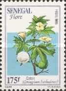 Pima Cotton (Gossypium barbadense)