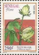Bush Roselle (Hibiscus asper)