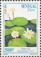 Lotus Water-lily (Nymphaea lotus)