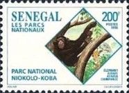 Niokolo Koba, Chimpanzee (Pan troglodytes)