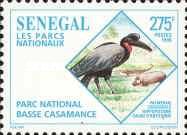 Basse Casamance, Abyssinian Ground Hornbill (Bucorvus abyssi