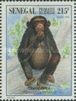 Chimpanzee (Pan troglodytes)