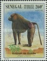Guinea Baboon (Papio papio)