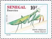 Praying Mantis (Mantis religiosa)