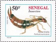 Common Earwig (Forficula auricularia)