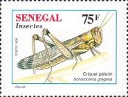 Desert Locust (Schistocerca gregaria)