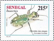 Sand Tiger Beetle (Cicindela lunulata)