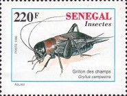 European Field Cricket (Gryllus campestris)