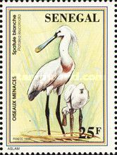 Eurasian Spoonbill (Platalea leucorodia)