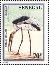 Marabou Stork (Leptoptilos crumenifer)