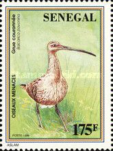 Eurasian Curlew (Numenius arquata)
