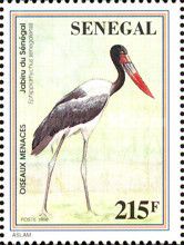 Saddle-billed Stork (Ephippiorhynchus senegalensis)