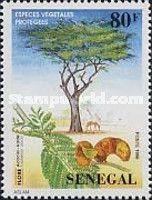 Apple-ring Acacia (Faidherbia albida)