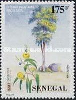 Eucalyptus (Eucalyptus sp.)