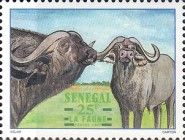 African Buffalo (Syncerus caffer)