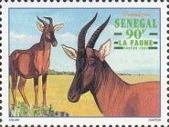 Common Tsessebe (Damaliscus lunatus)