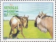 Black Wildebeest (Connochaetes gnou)