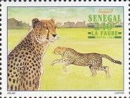 Cheetah (Acinonyx jubatus)