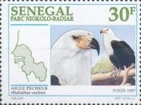 African Fish-eagle (Haliaeetus vocifer)