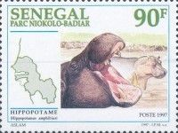 Hippopotamus (Hippopotamus amphibius)