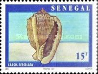 West African Helmet (Cassis tessellata)