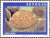 Map Cowry (Cypraea mappa)