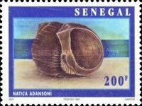 Adanson's Moon Snail (Natica adansoni)