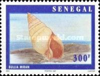 Moroccan Bullia (Bullia miran)