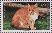 African Golden Cat (Profelis aurata)