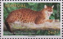 African Golden Cat (Profelis aurata)