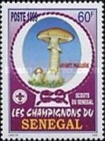 Death Cap (Amanita phalloides)
