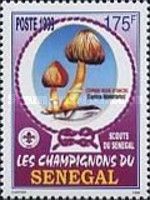 Common Ink Cap (Coprinopsis atramentaria)