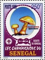 Field Mushroom (Agaricus campestris)