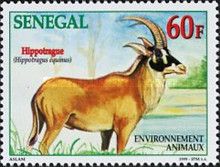 Roan Antelope (Hippotragus equinus)