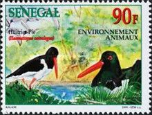 Eurasian Oystercatcher (Haematopus ostralegus)