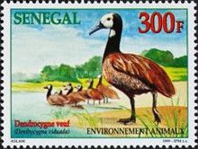 White-faced Whistling Duck (Dendrocygna viduata)