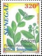 Nadam or Hanza (Boscia senegalensis)