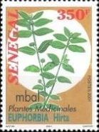 Mbal or Asthma Weed (Euphorbia hirta)