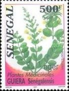 Nger (Guiera senegalensis)