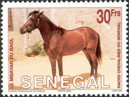Le Mbayar du Baol (Equus ferus caballus)