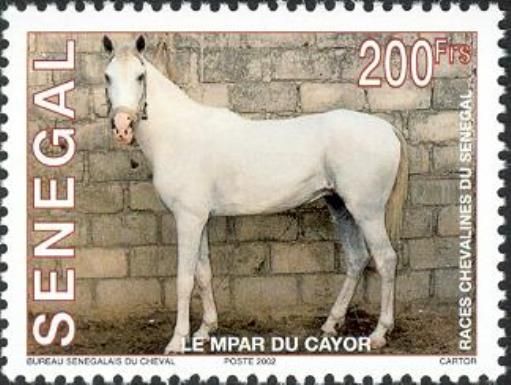 Le Mpar du Cayor (Equus ferus caballus)