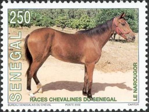 Le Narougor (Equus ferus caballus)