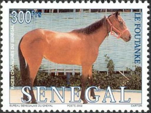 Le Foutanke (Equus ferus caballus)