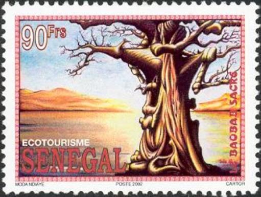 Baobabs