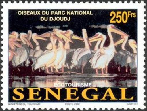 Pelicans of the Djoudj National Park