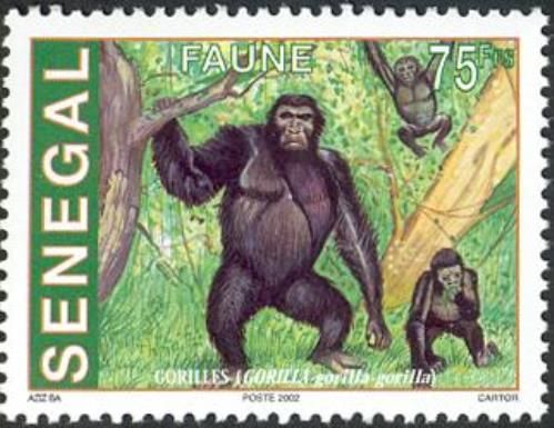 Western Lowland Gorilla (Gorilla gorilla gorilla)